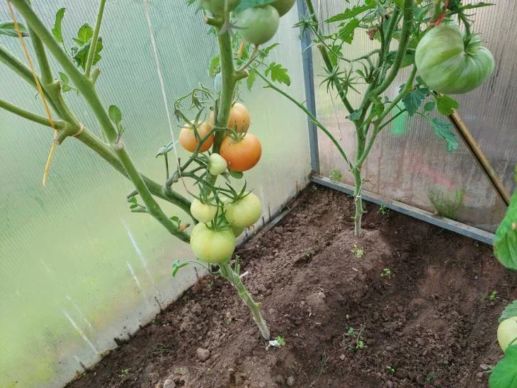 Tomates