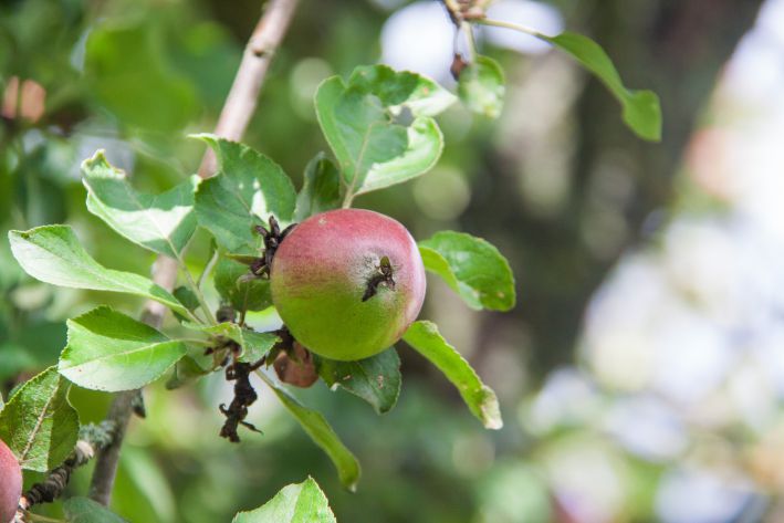 manzana