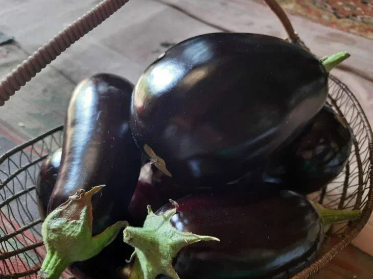 Eggplant