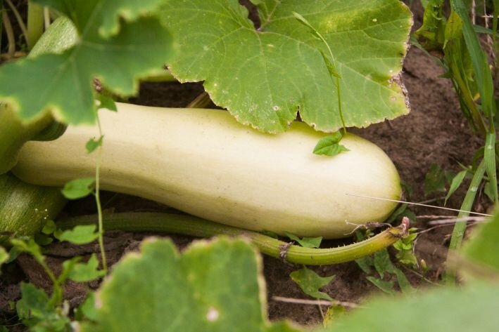 Courgettes 