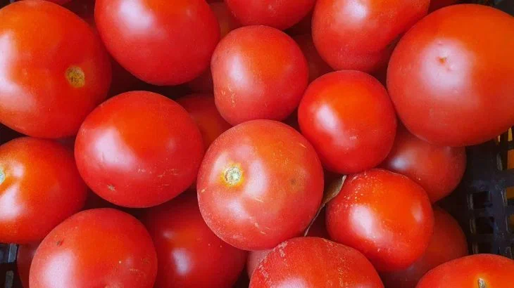 Tomaten