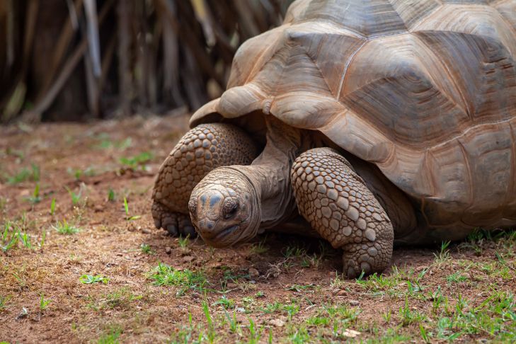 Schildkröte