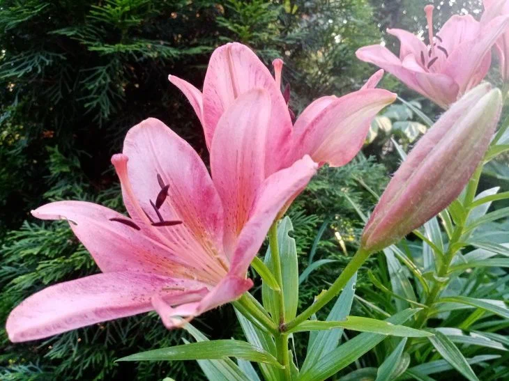 Lilies