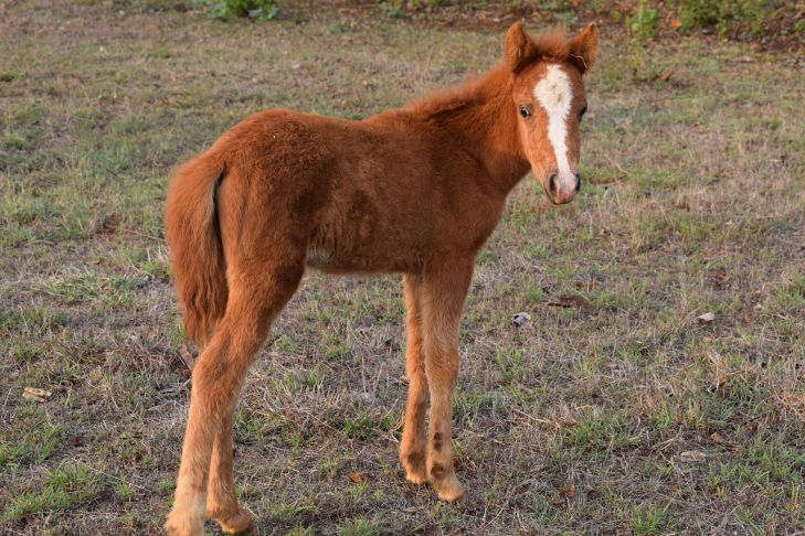 caballo