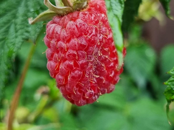 raspberry