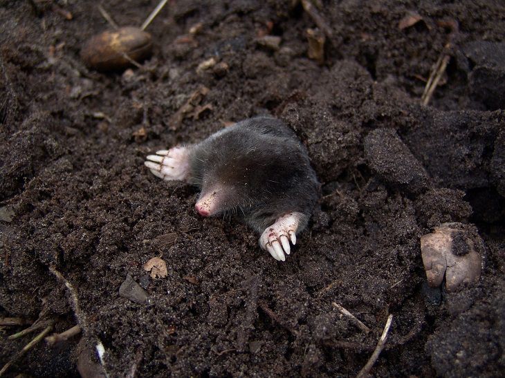 a mole