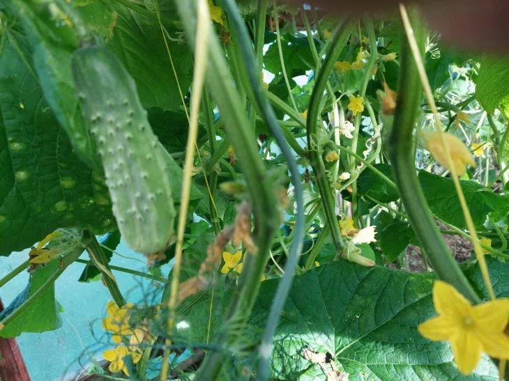 Cucumbers