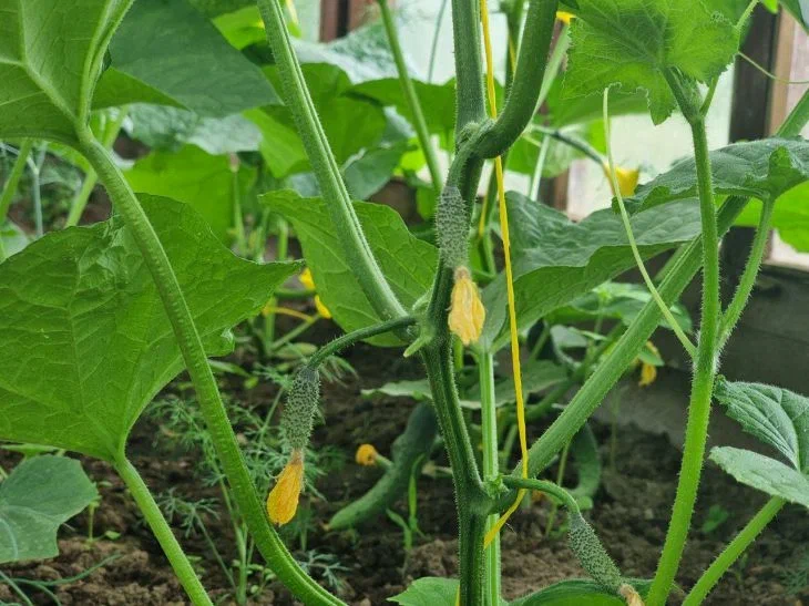 Cucumbers