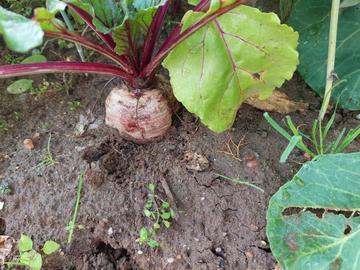 beetroot