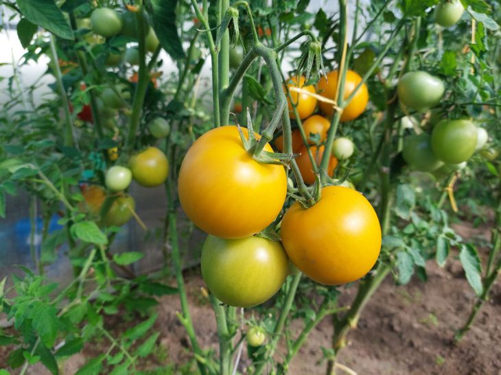 tomatoes