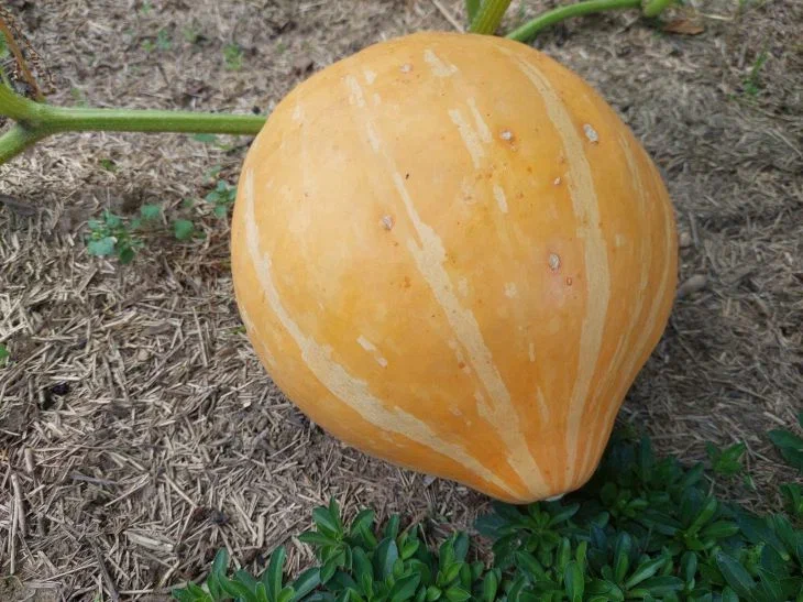 Calabaza