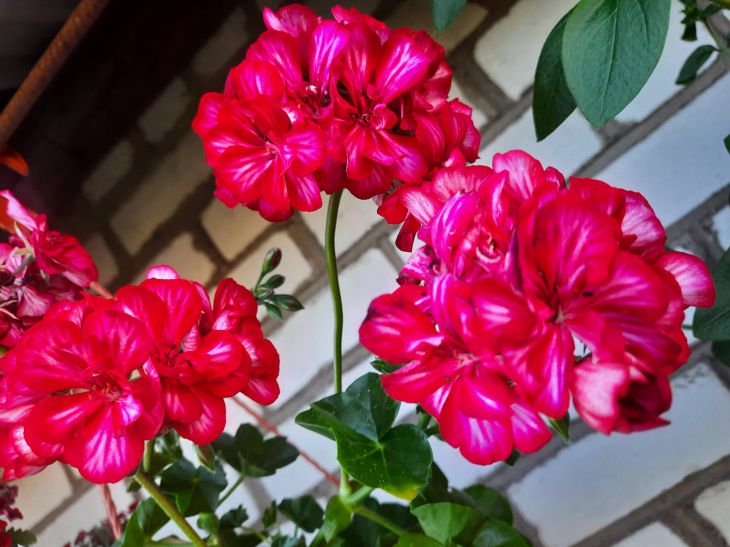 pelargonium