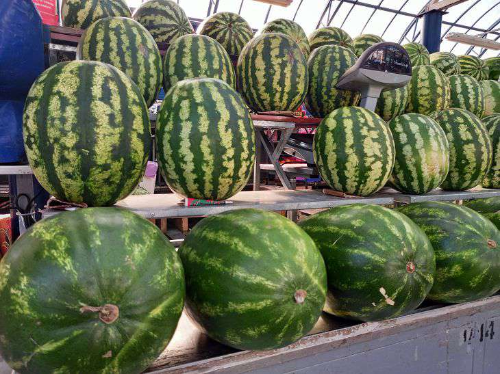 watermelons