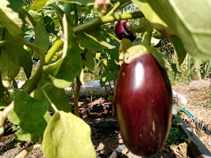 eggplant