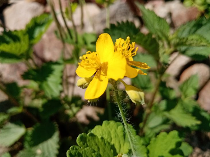 celandine