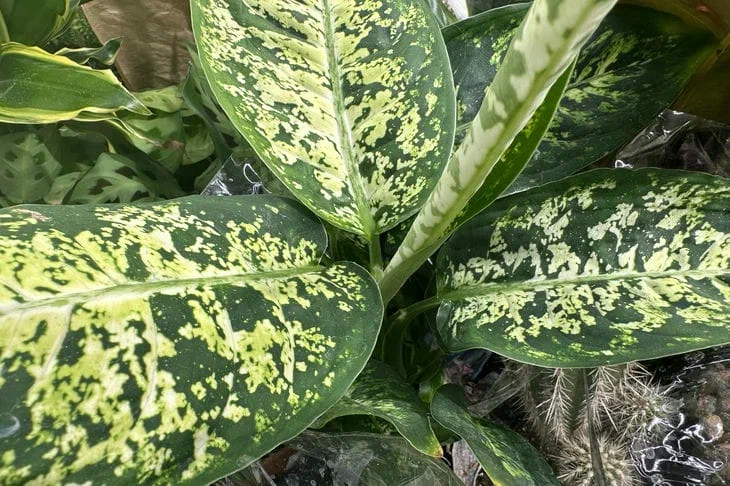 Dieffenbachia