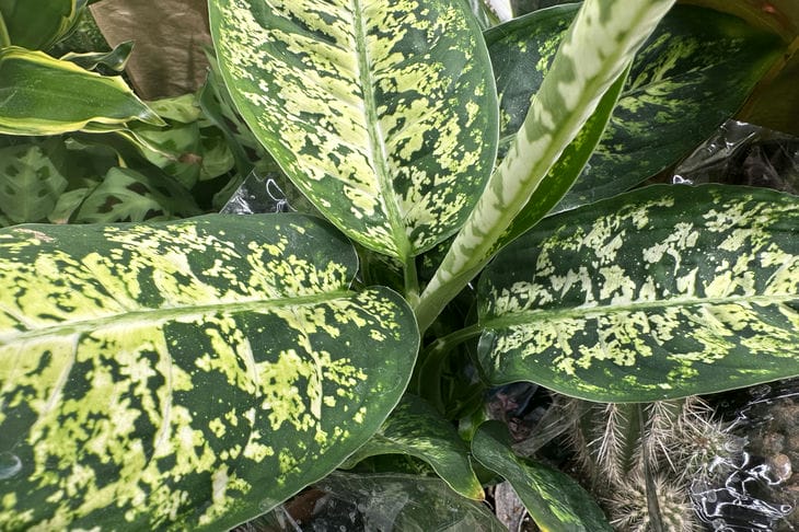 dieffenbachia