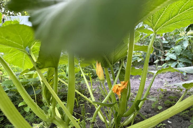 courgettes