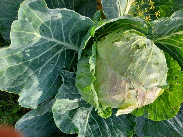 Cabbage