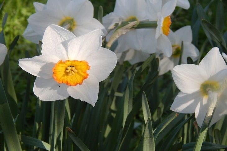 Daffodils