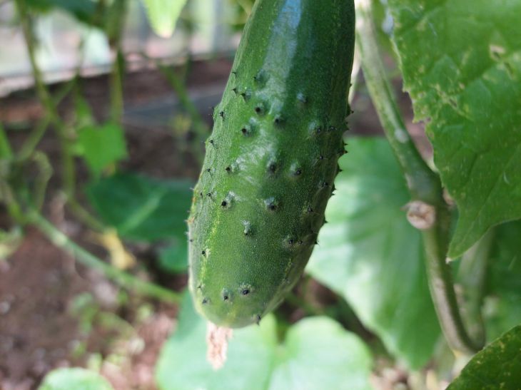 cucumbers