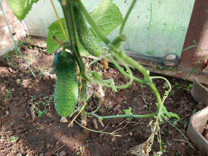 cucumbers