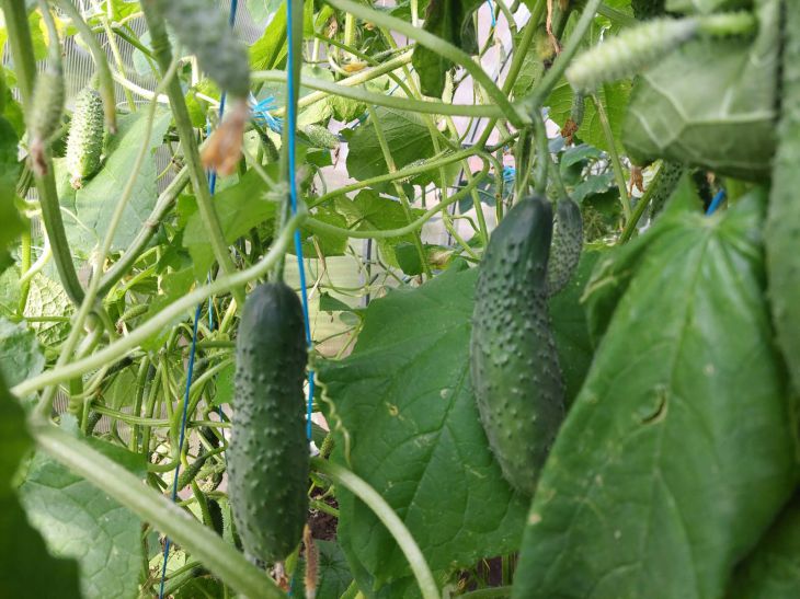 cucumbers