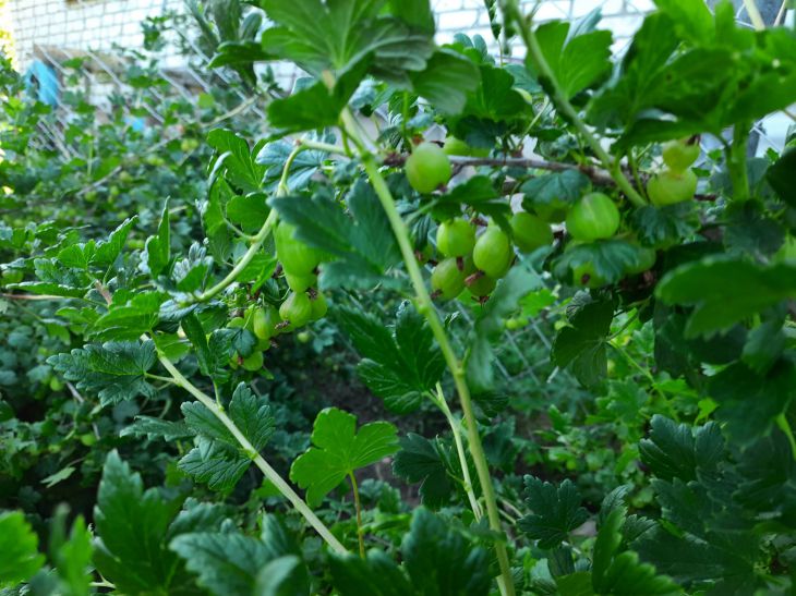 gooseberry