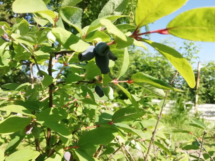 honeysuckle