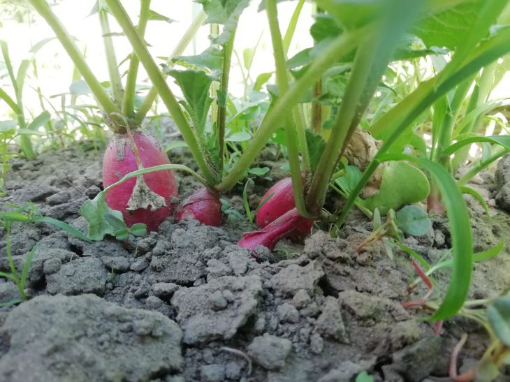 radish