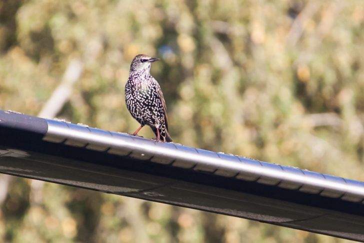 ein Vogel