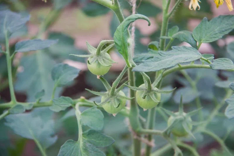 Tomatoes