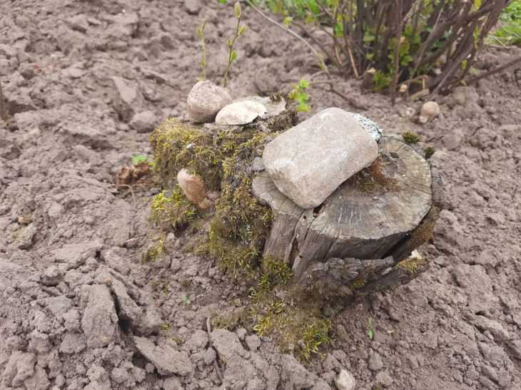 tree stump