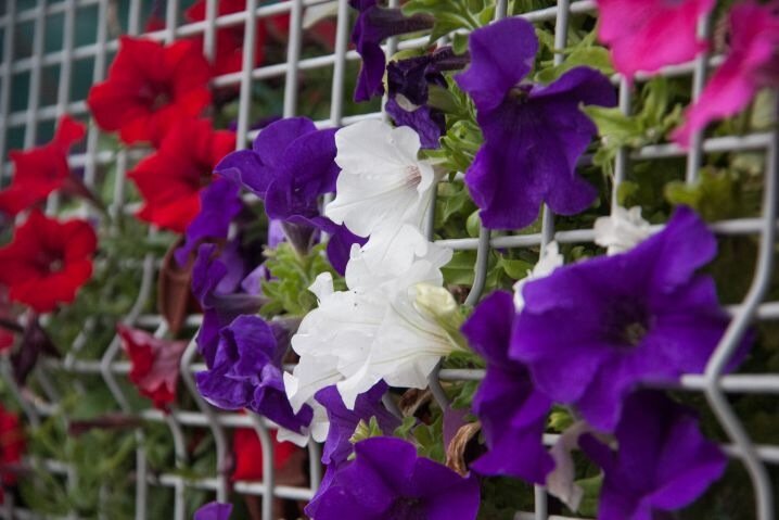 petunias