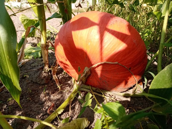 calabaza