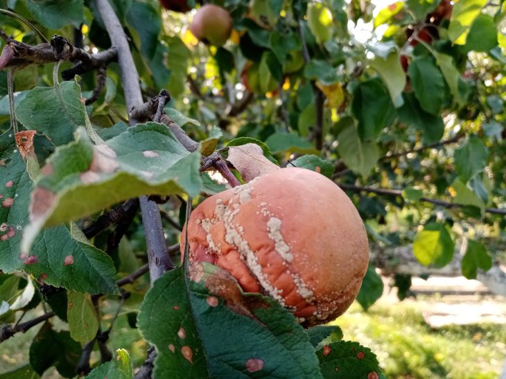 manzana podrida