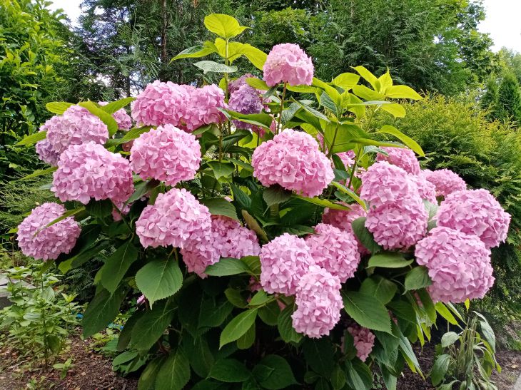 Hydrangea