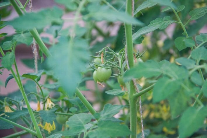 Tomates