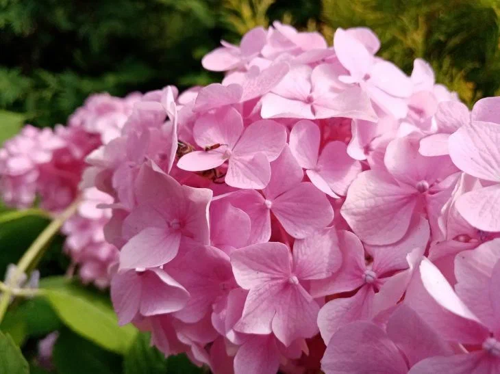 Hortensie