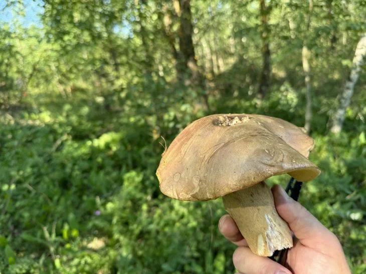 Champignon