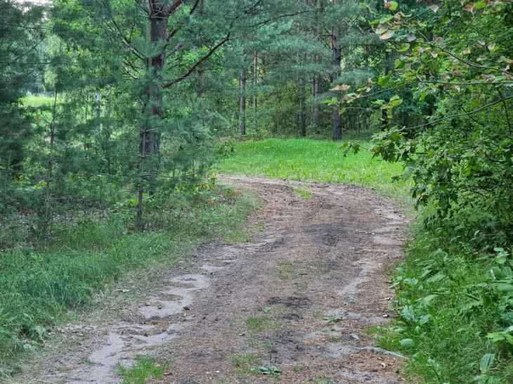 la forêt