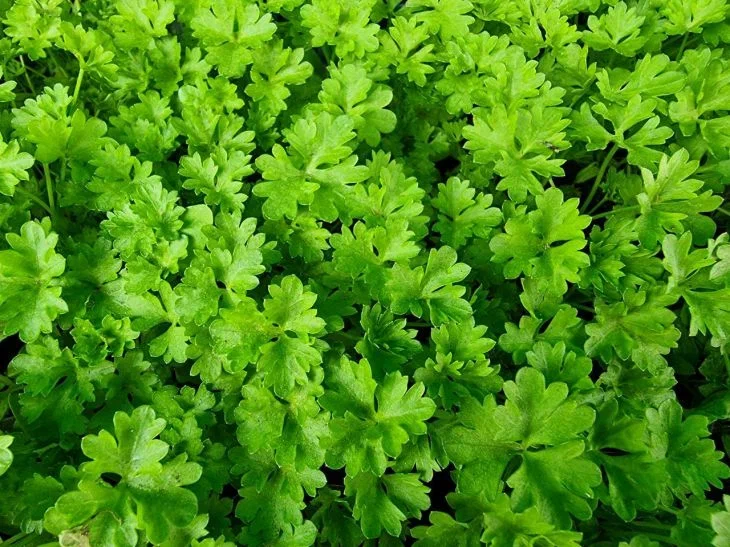 Parsley