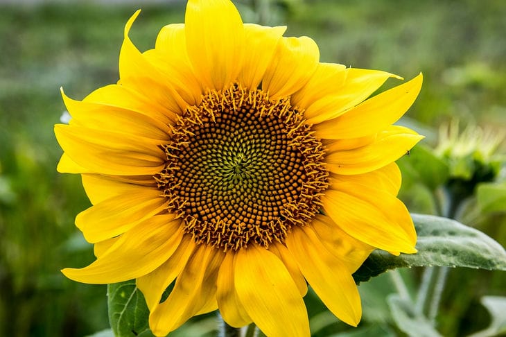 Sonnenblume