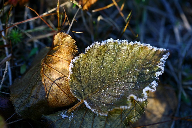 leaves