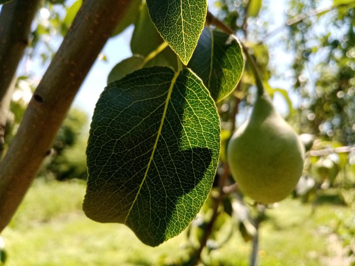 Poire