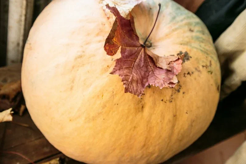 Calabaza 