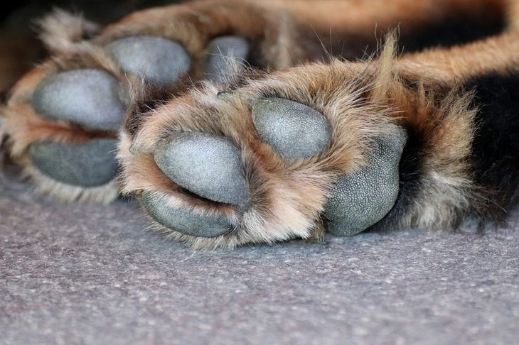 Paws