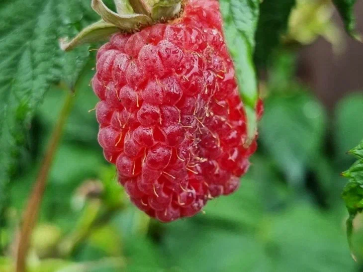 Raspberry