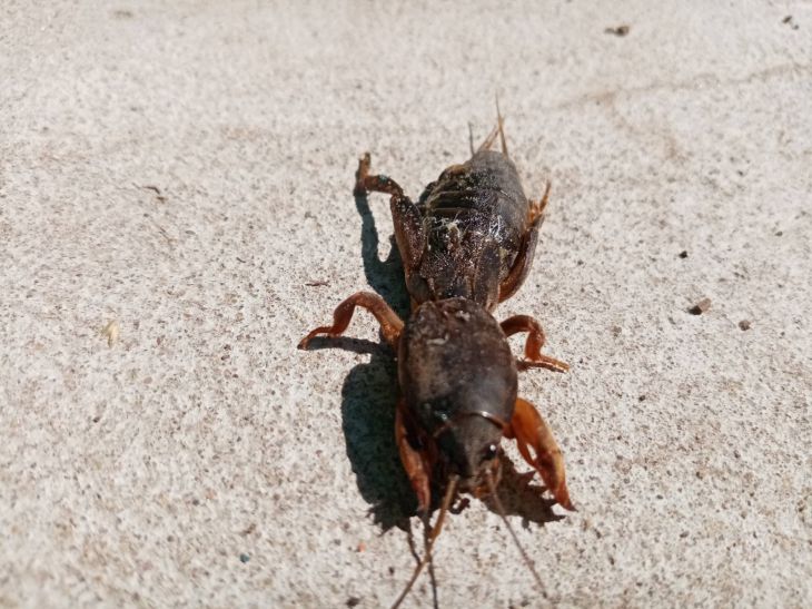 mole cricket