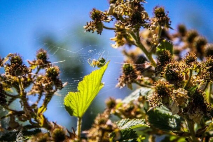 Araña